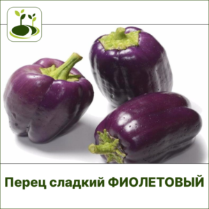 Перец сладкий ЗГ фиолетовый