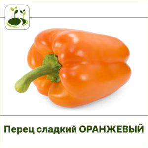 Перец сладкий ЗГ оранжевый