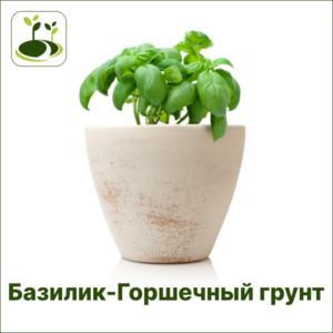 Базилик Горшечный грунт