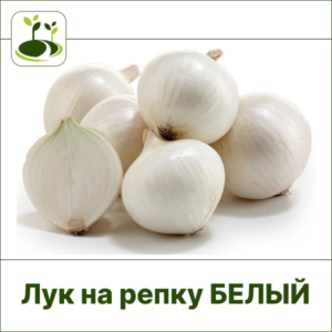 Лук репка белый