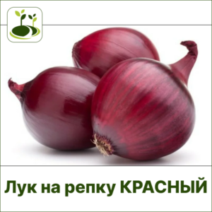 Лук репка красный