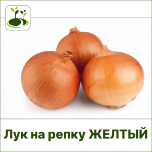 Лук репка желтый