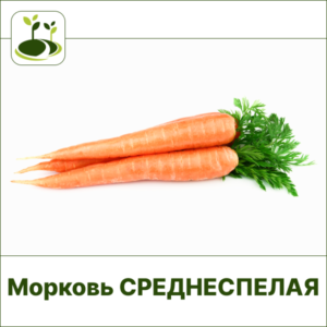 Морковь среднеспелая