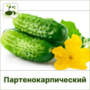 Огурец ЗГ партенокарпический