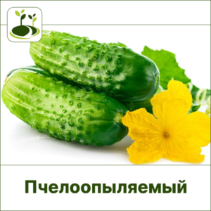 Огурец ЗГ пчелоопыляемый