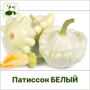 Патиссон белый