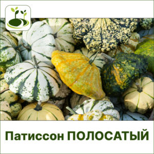Патиссон полосатый