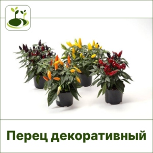 Перец декоративный