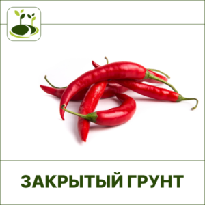 Перец острый Закрытый грунт