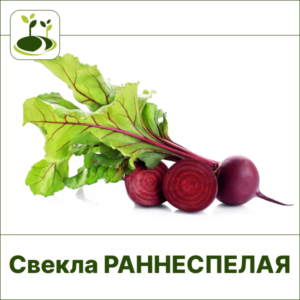 Свекла раннеспелая
