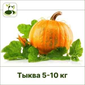 Тыква 5-10 кг