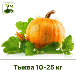 Тыква 10-25 кг