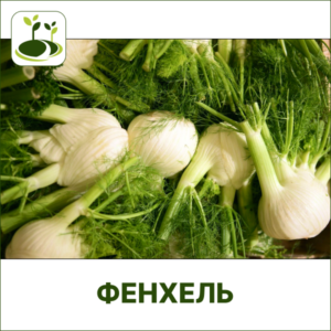 Фенхель овощной