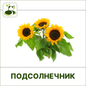 Подсолнечник овощной